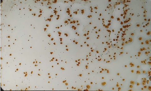 漆膜點(diǎn)蝕缺陷